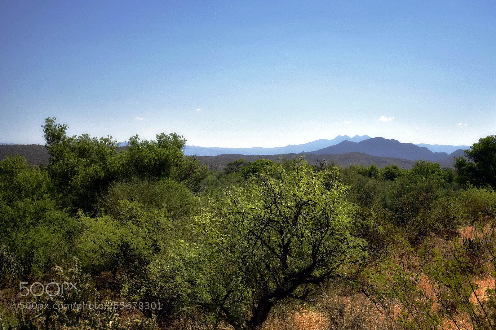 Nikon D3400 sample photo. Green desert photography