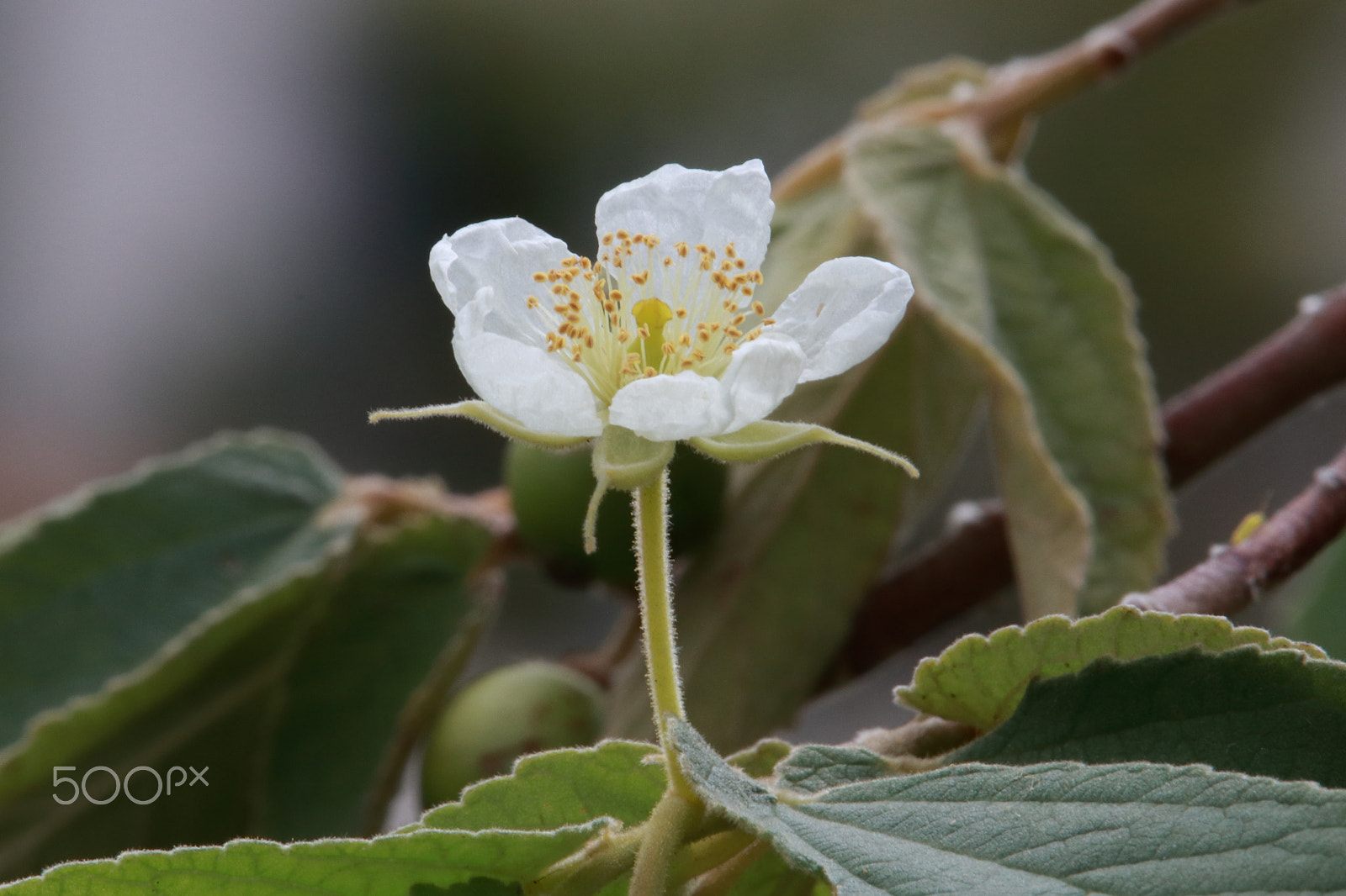 Canon EF-S 55-250mm F4-5.6 IS STM sample photo. Final rains photography