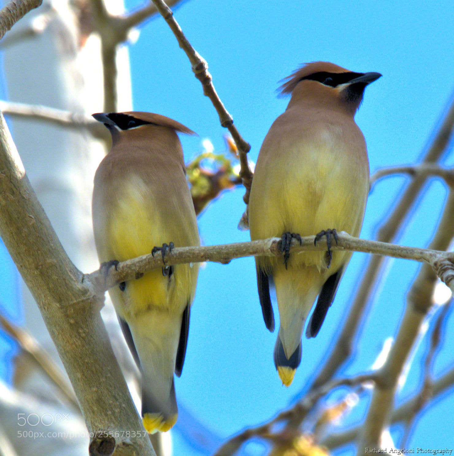 Nikon D7200 sample photo. Cedar waxwings sitting in photography