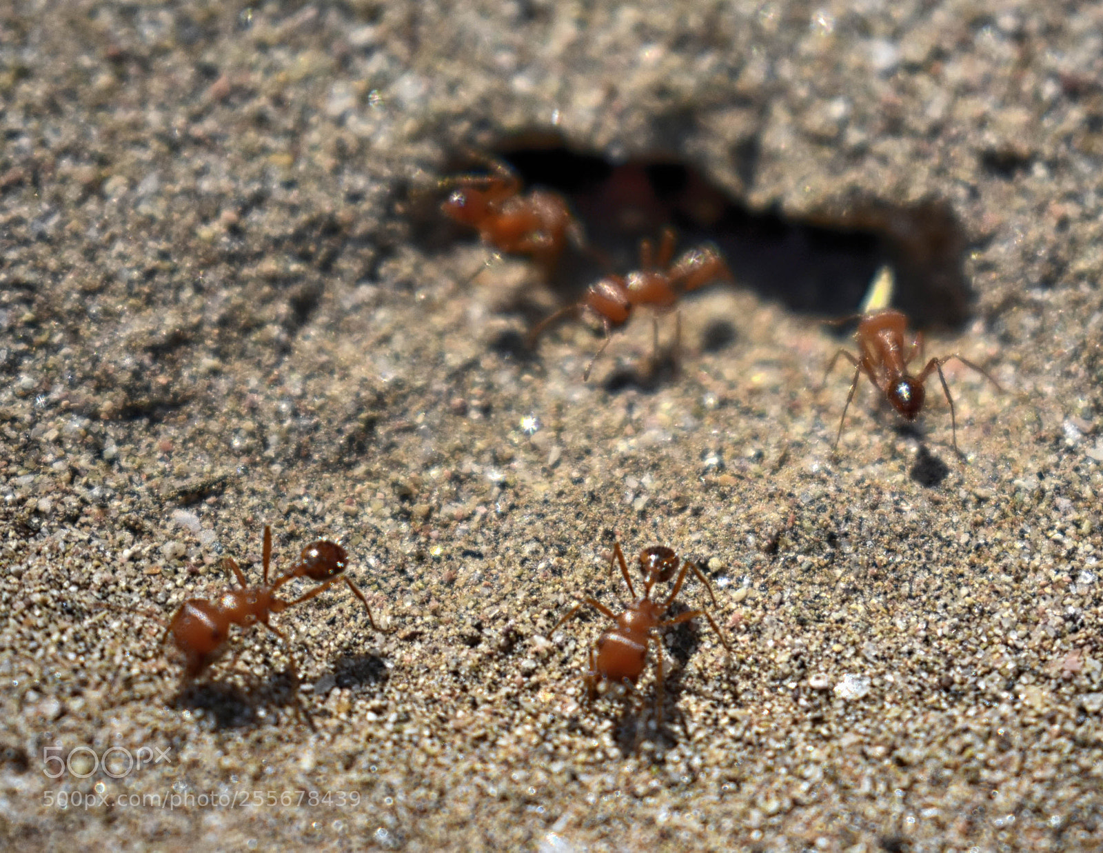 Nikon D3400 sample photo. Harvester ant photography