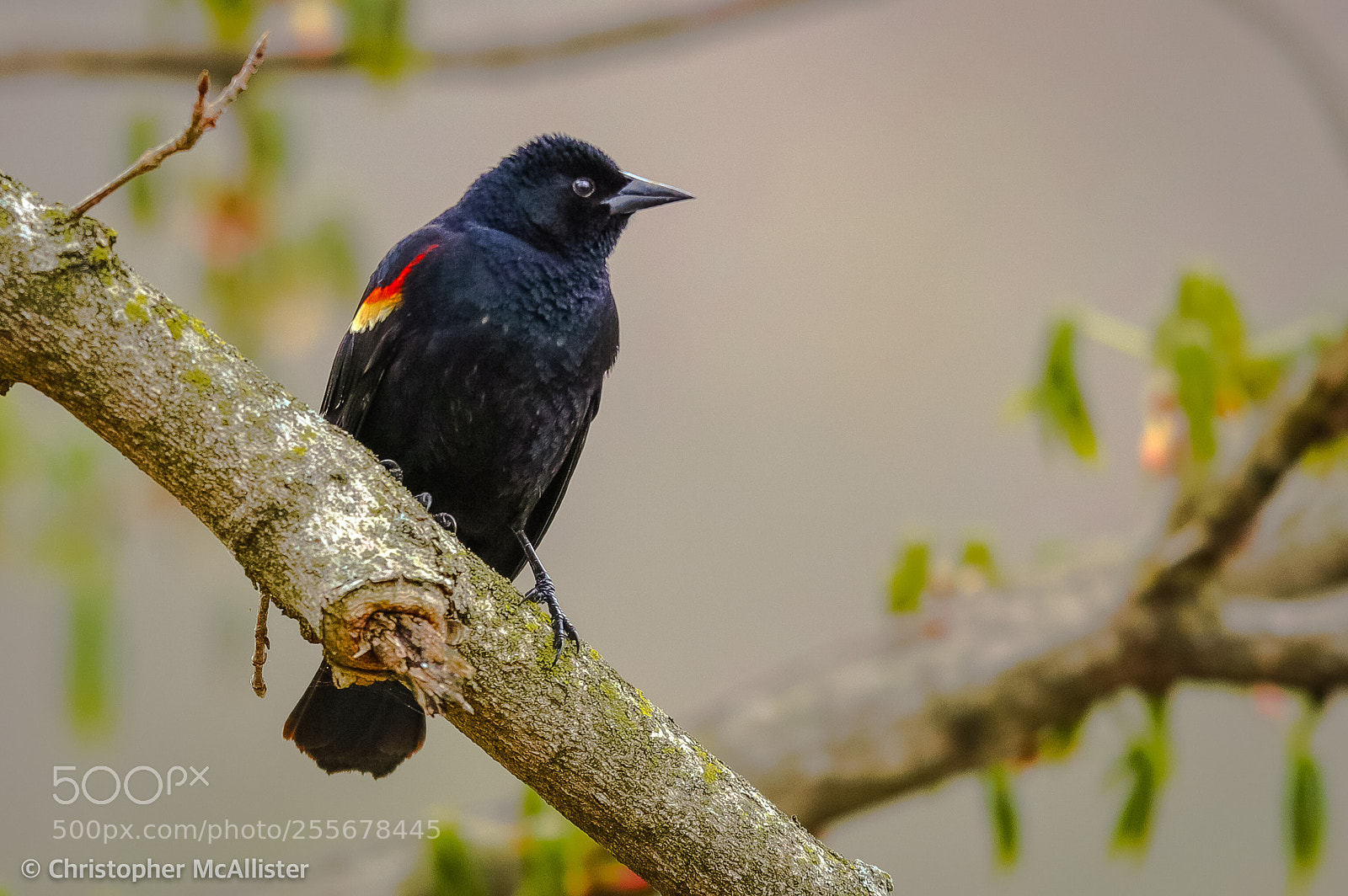 Canon EOS 5DS R sample photo. Red winged black bird photography