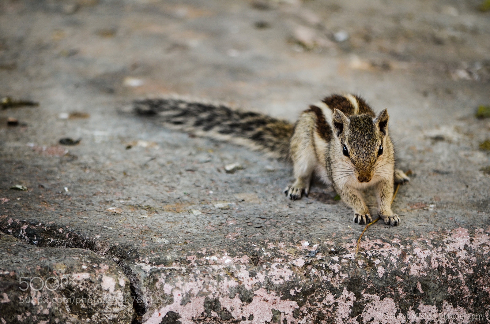 Nikon D5100 sample photo. An indian palm squirrel photography