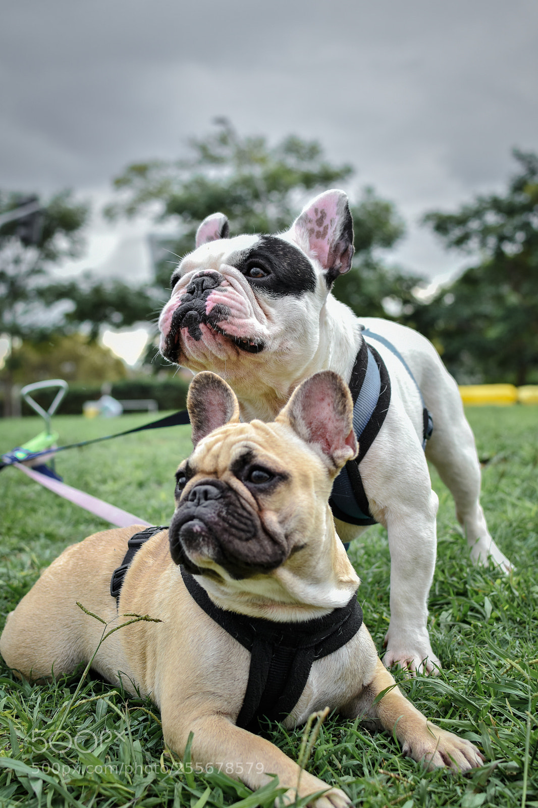 Nikon D7200 sample photo. Pedro y juana photography