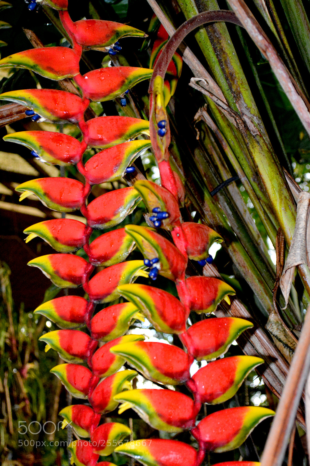 Nikon D5200 sample photo. Dsc photography