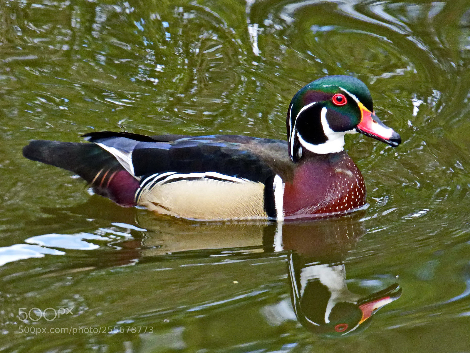 Panasonic Lumix DMC-FZ70 sample photo. Wood duck male photography