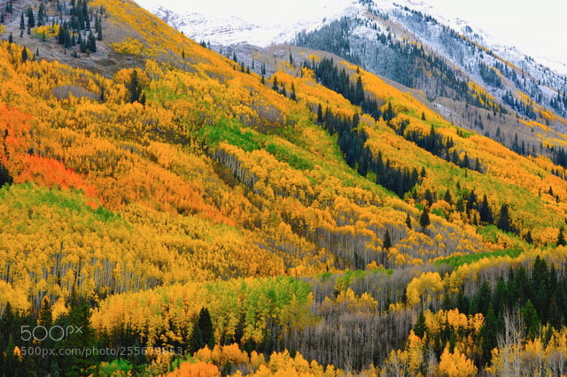 Nikon D700 sample photo. Color explosion photography