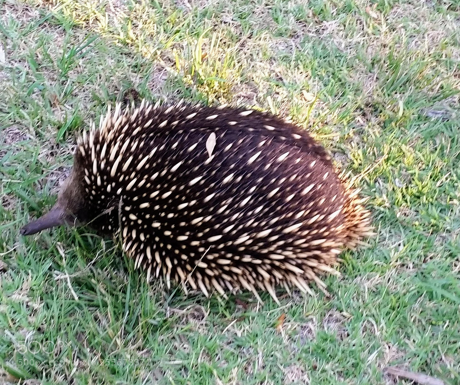 Samsung Galaxy S5 sample photo. Echidna photography