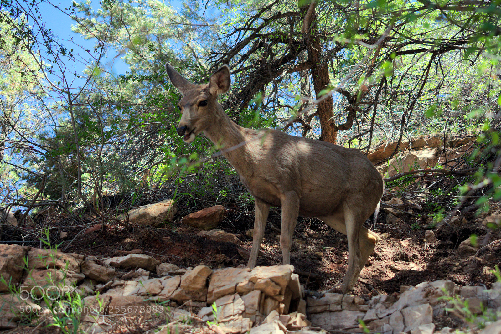 Nikon D3400 sample photo. Wild deer photography