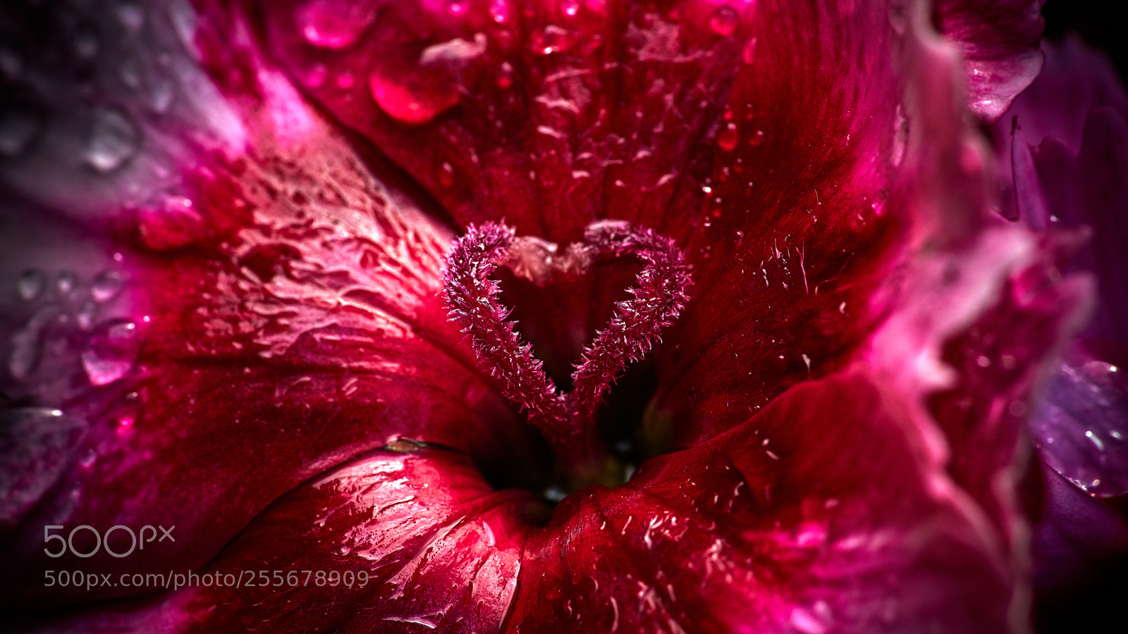 Sony a7 II sample photo. Natural heart photography
