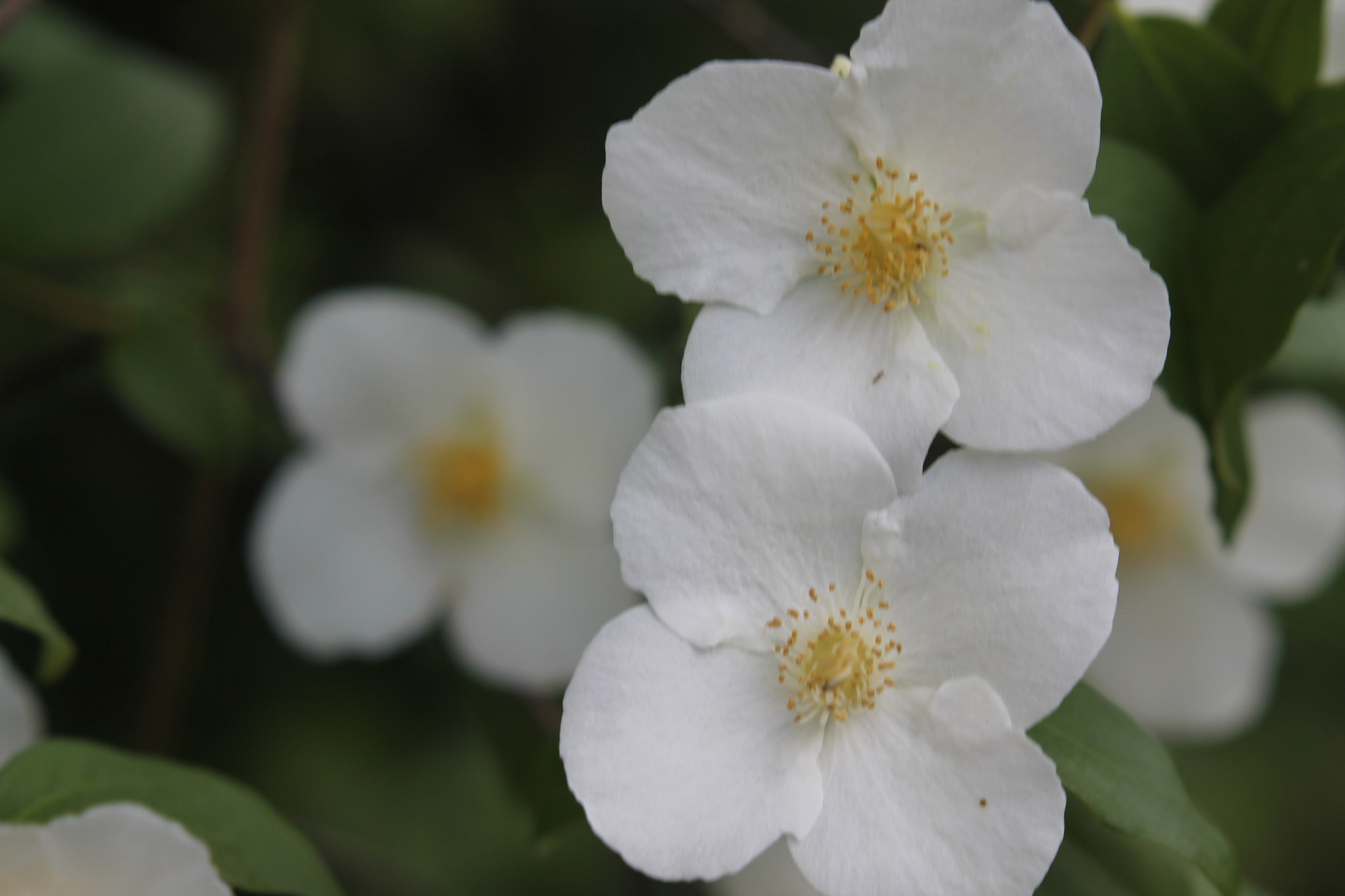 Canon EOS 1100D (EOS Rebel T3 / EOS Kiss X50) sample photo. White flowers photography
