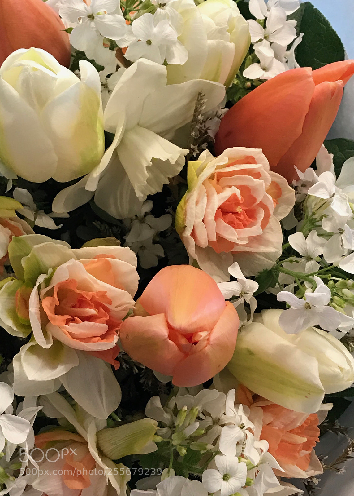 Apple iPhone 7 Plus sample photo. Bouquet photography