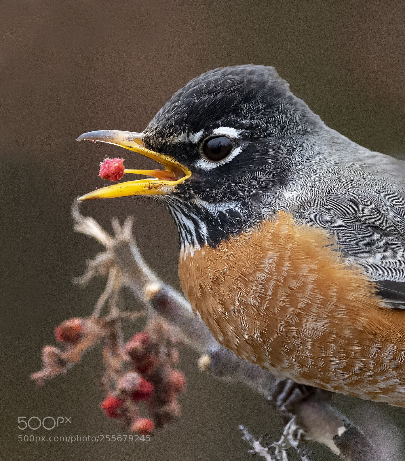 Nikon D850 sample photo. Robin eating staghorn photography
