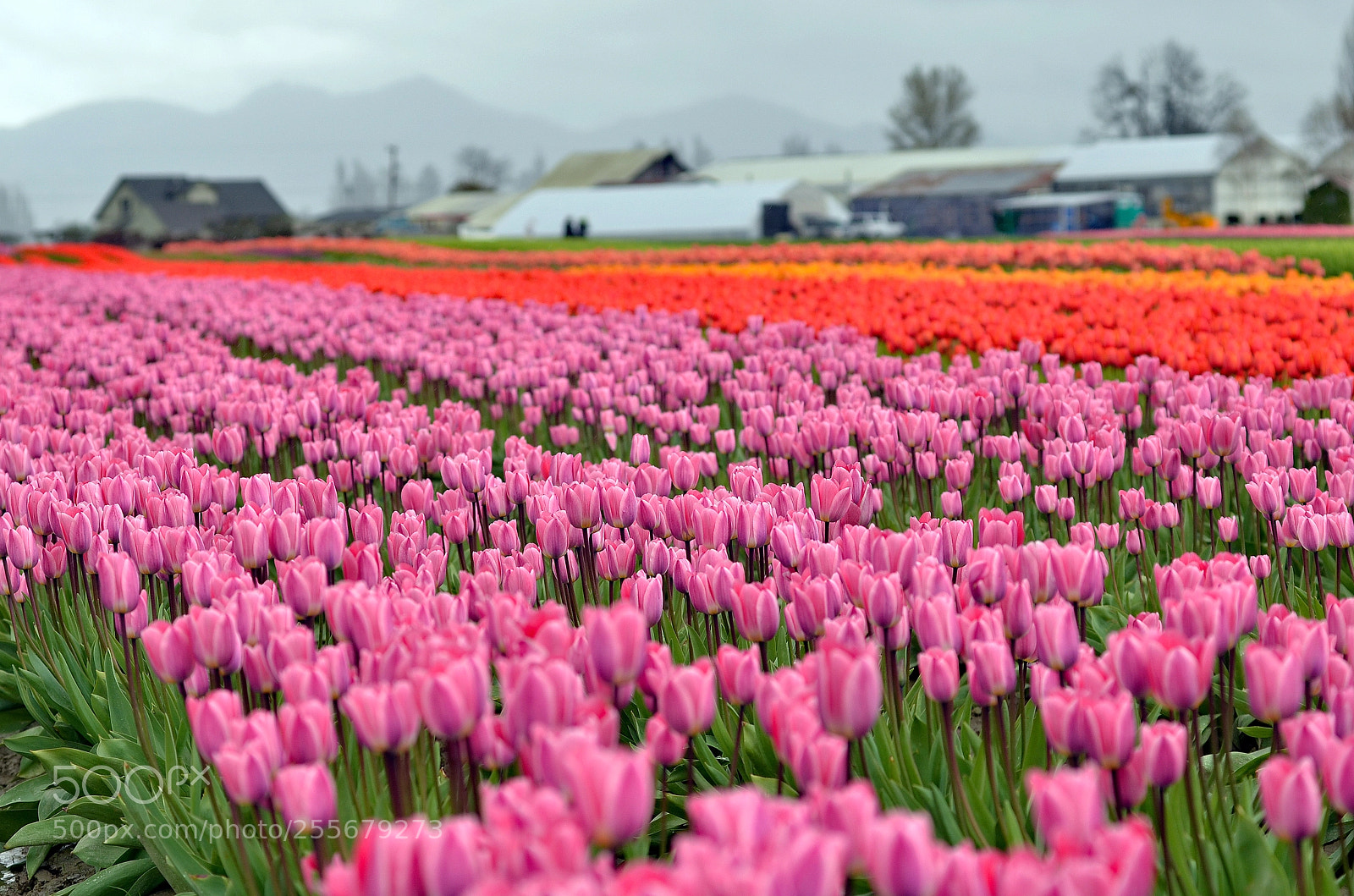 Nikon D7000 sample photo. Tulip field photography