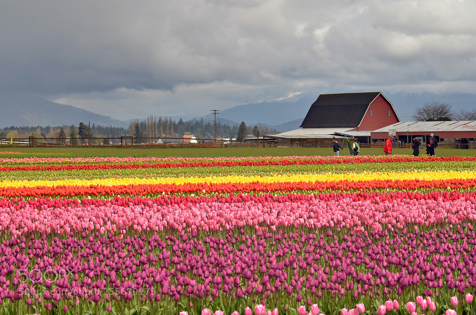 Nikon D7000 sample photo. Tulip field photography