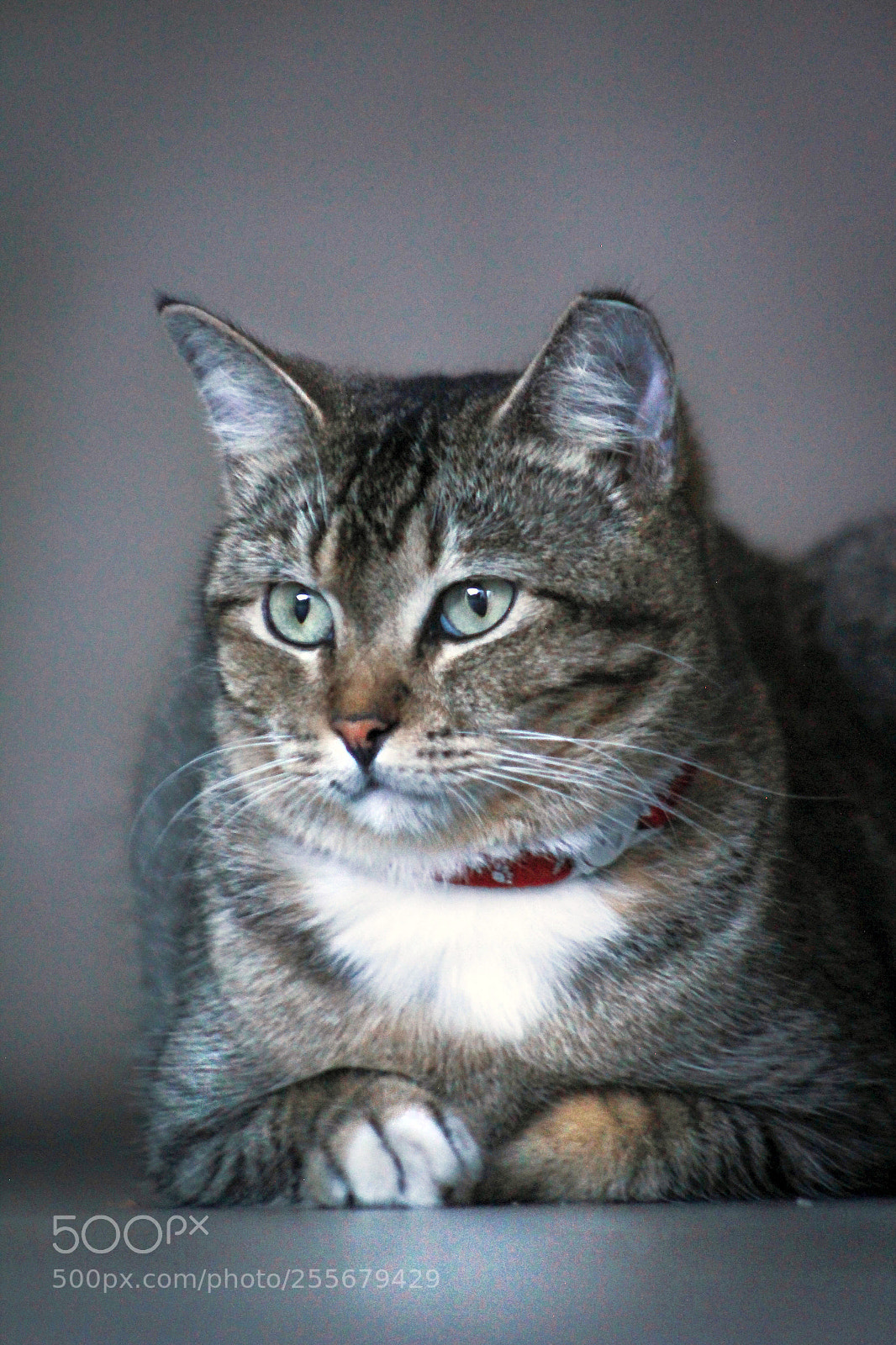 Canon EOS 600D (Rebel EOS T3i / EOS Kiss X5) sample photo. Cat 55 photography