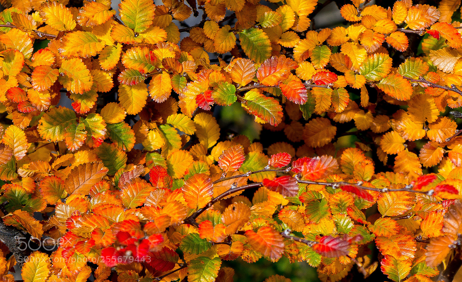 Sony Alpha NEX-5R sample photo. Hojas de otoño photography