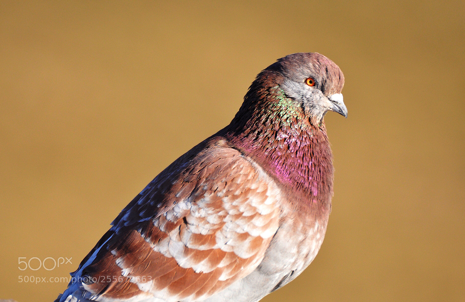 Nikon D90 sample photo. Pigeon  photography