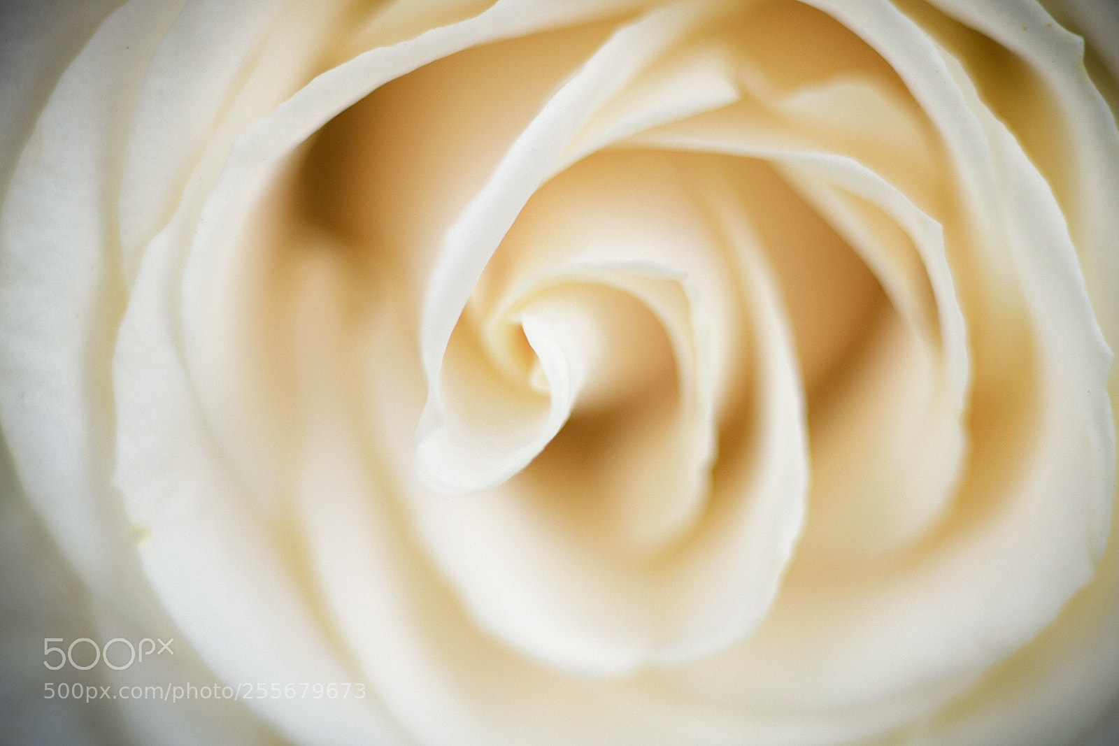 Nikon D850 sample photo. Rose photography
