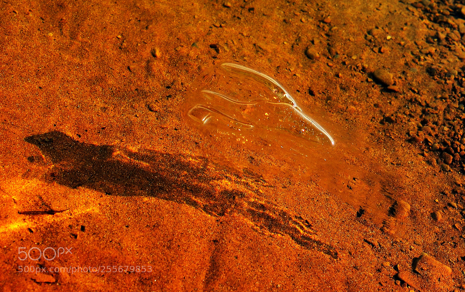 Nikon D7000 sample photo. Reincarnation photography