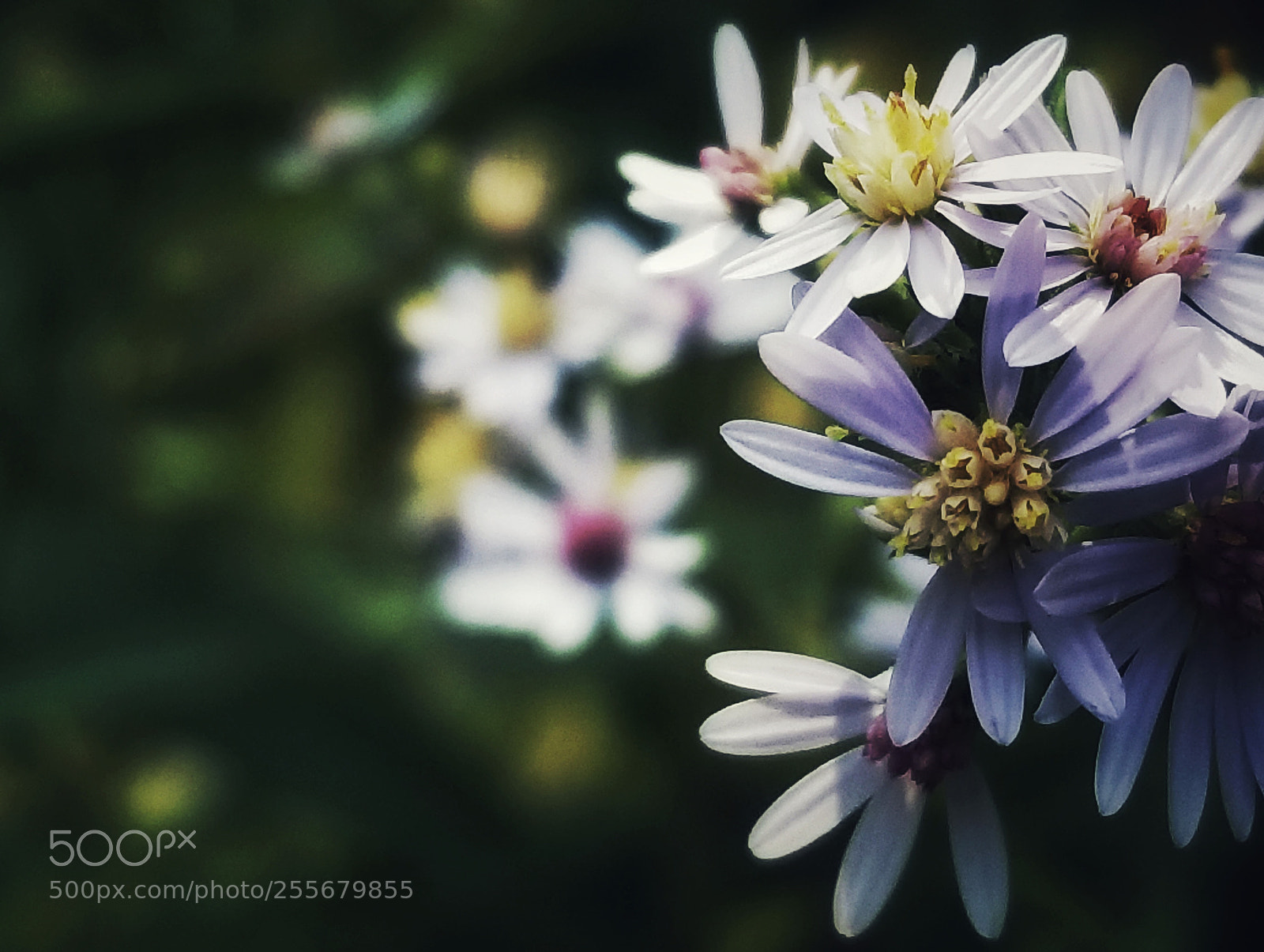 Samsung Galaxy S8 sample photo. With flowers in our photography