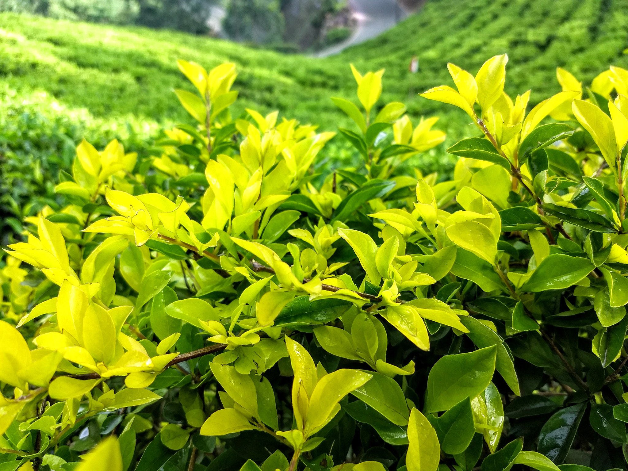 Motorola Moto Z (2) Play sample photo. Greenish photography