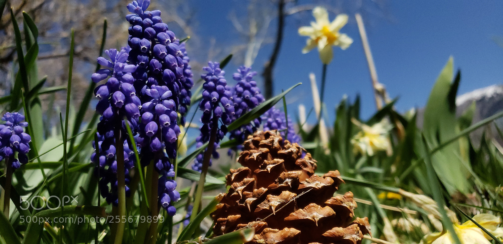 Samsung Galaxy S9 sample photo. Spring colors. photography