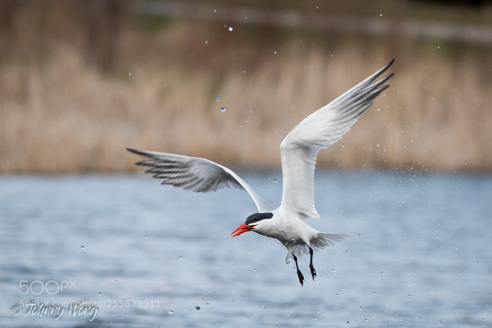Canon EOS 7D Mark II sample photo. Common tern photography