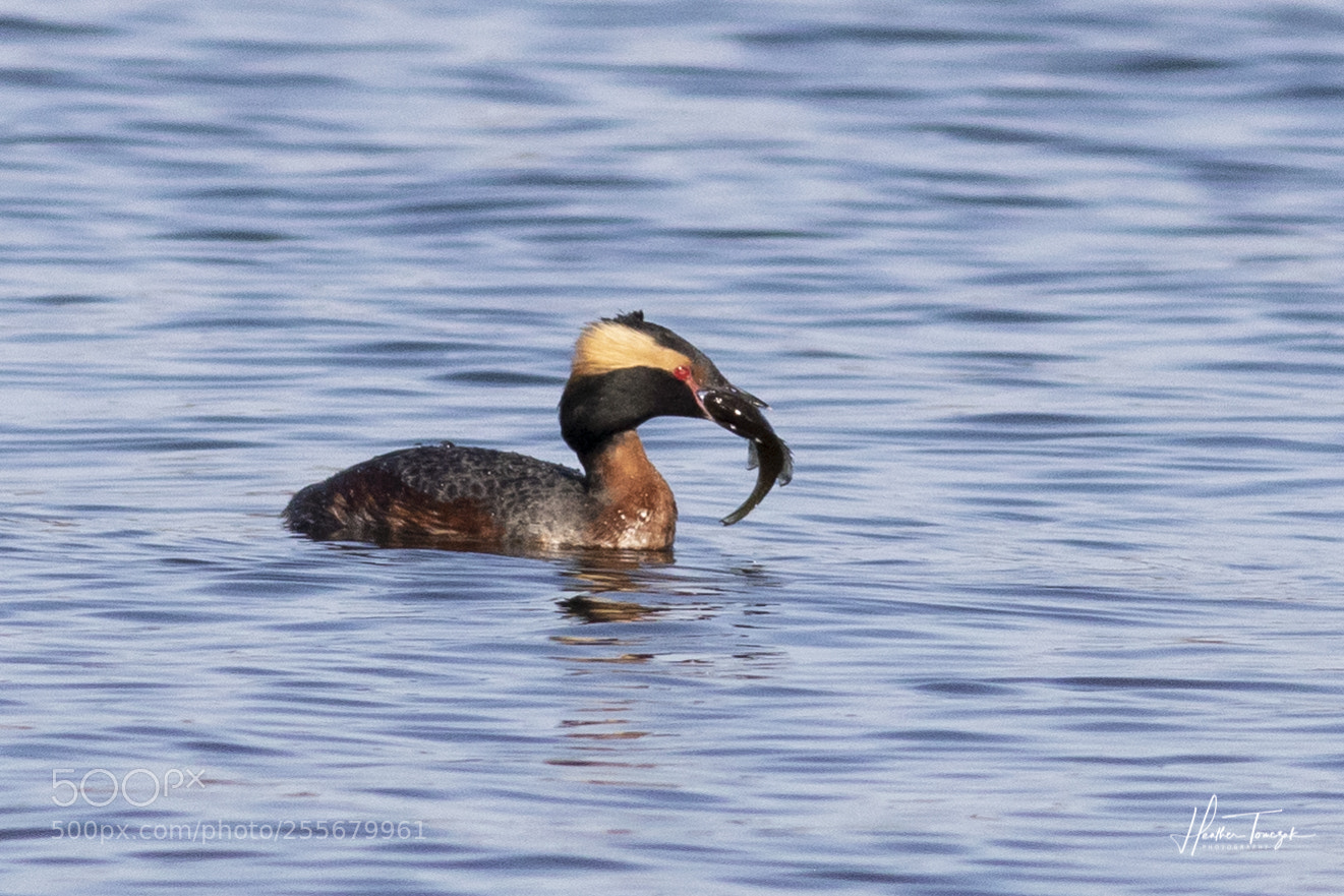 Canon EOS 7D Mark II sample photo. Horned grebe with lunch photography