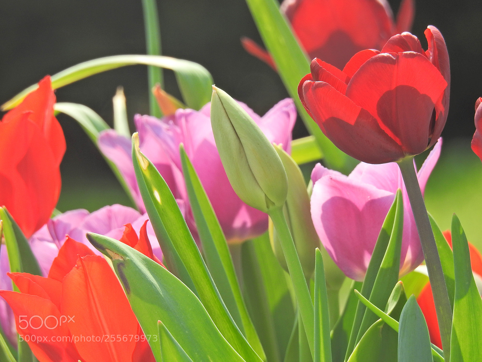 Nikon Coolpix P900 sample photo. Tulips photography