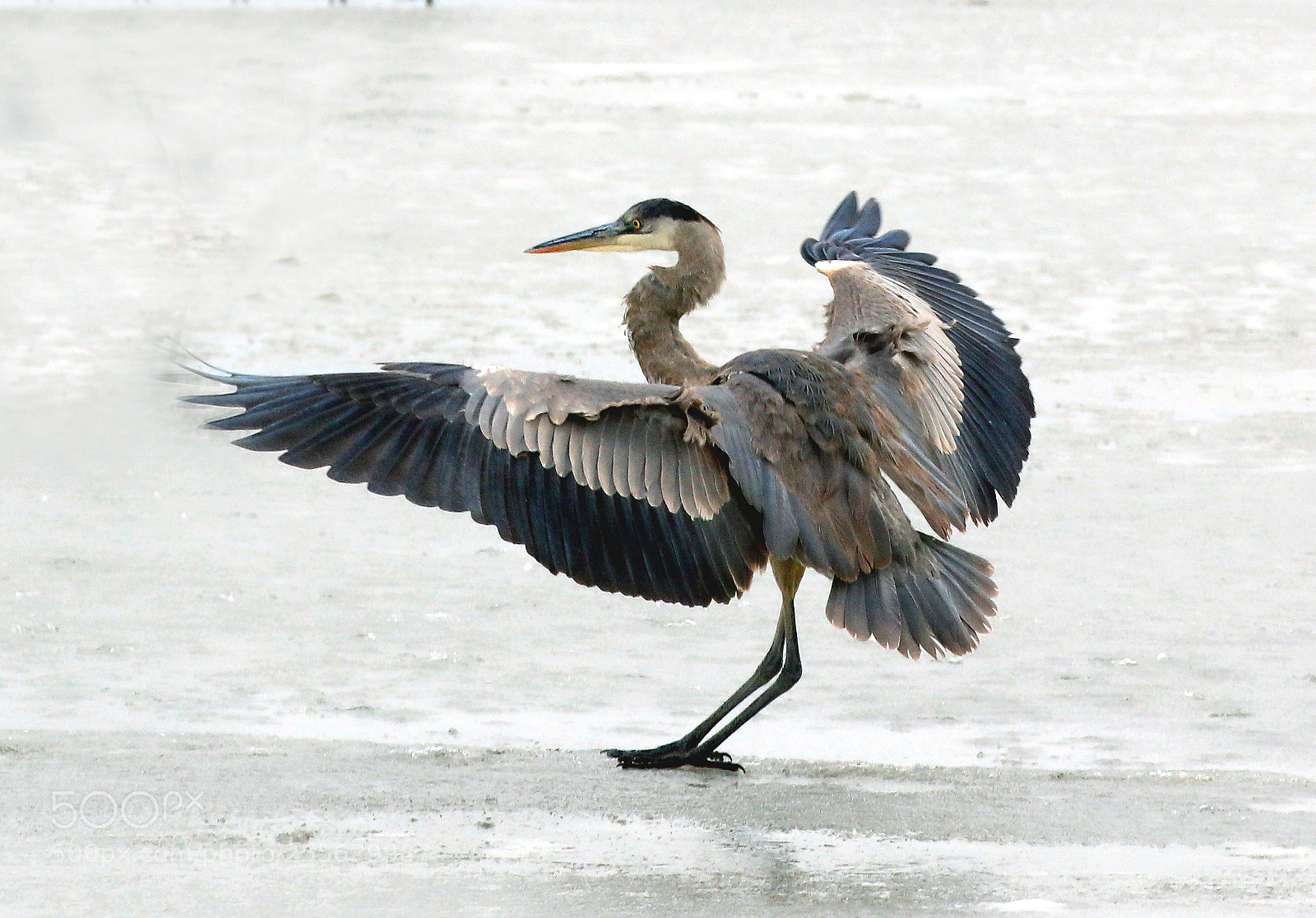 Canon EOS 70D sample photo. Great blue heron photography