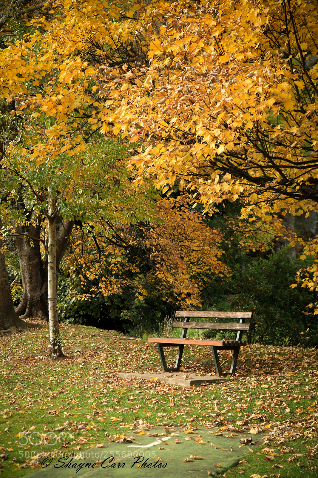 Canon EOS 5D Mark II sample photo. Autumn in dunedin, april 2018 photography