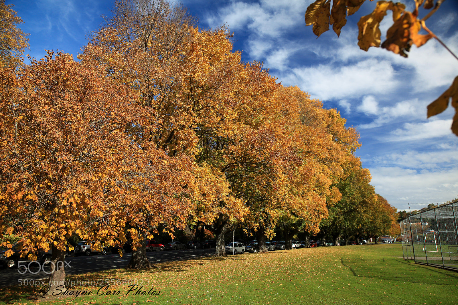 Canon EOS 5D Mark II sample photo. Autumn in dunedin, april 2018 photography