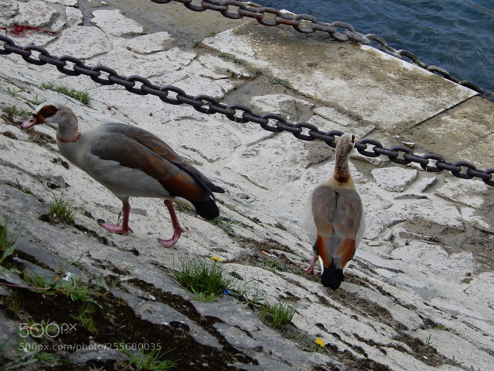 Nikon Coolpix A900 sample photo. Two geese photography