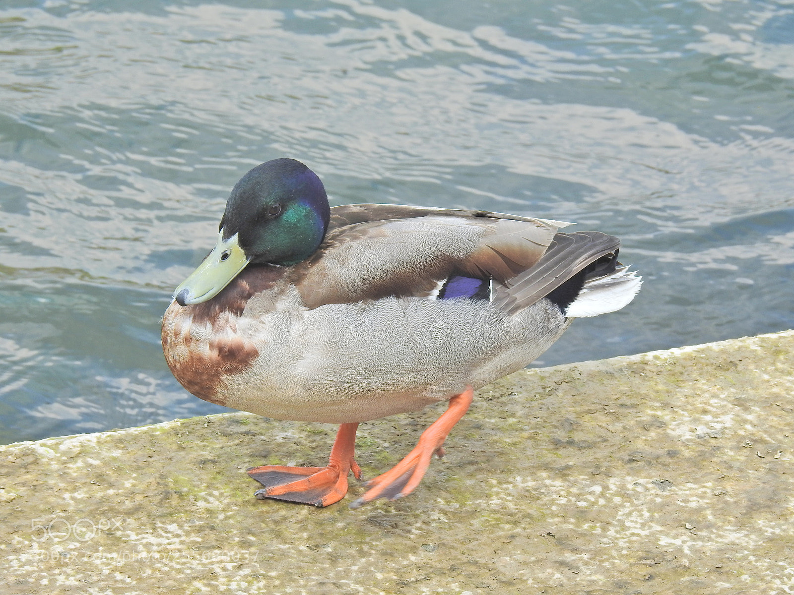 Nikon Coolpix P900 sample photo. Another duck photography
