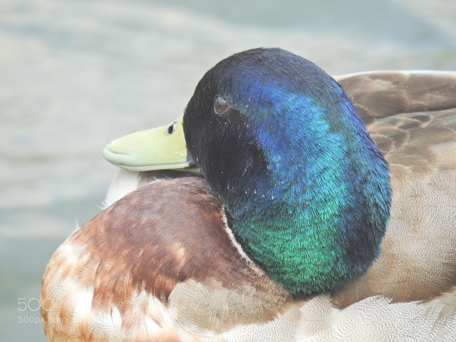 Nikon Coolpix P900 sample photo. Duck head photography