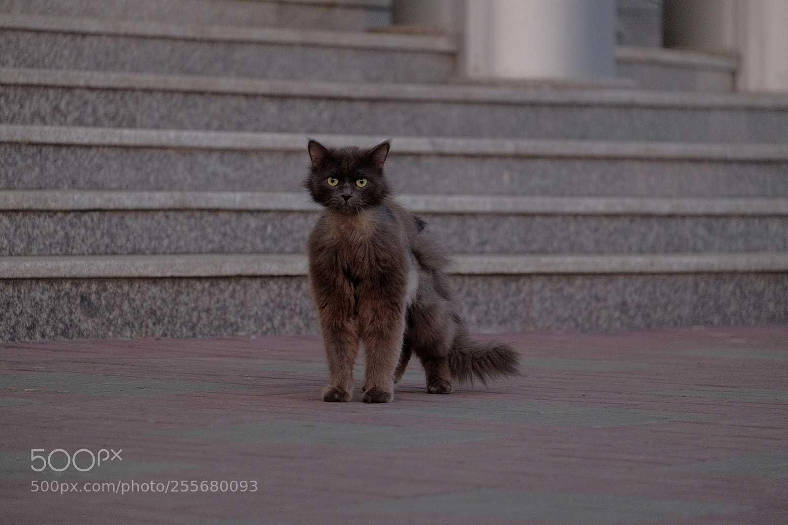 Fujifilm X-T1 sample photo. Дикий. photography