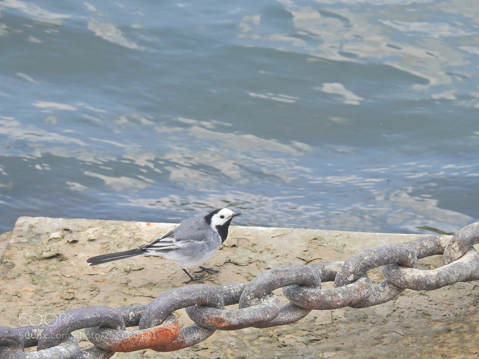Nikon Coolpix P900 sample photo. Small bird large chain photography