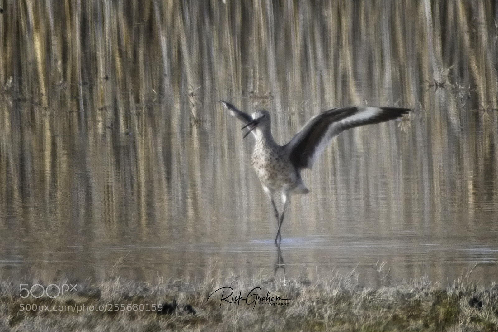 Canon EOS 80D sample photo. Artistic willet photography