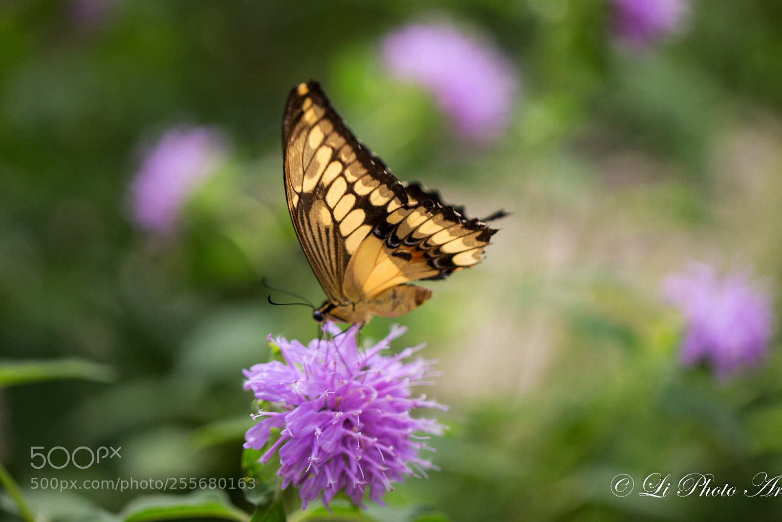 Canon EOS 6D sample photo. 蝶恋花 photography