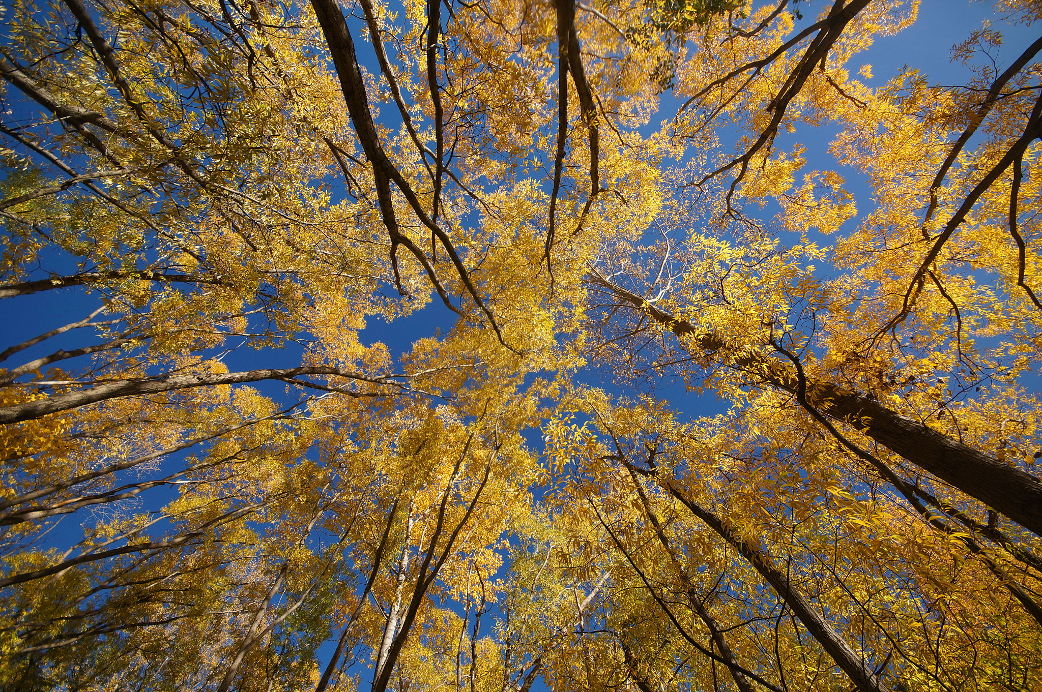 Sony Alpha NEX-5R + Sigma AF 10-20mm F4-5.6 EX DC sample photo. Golden arrowtown photography