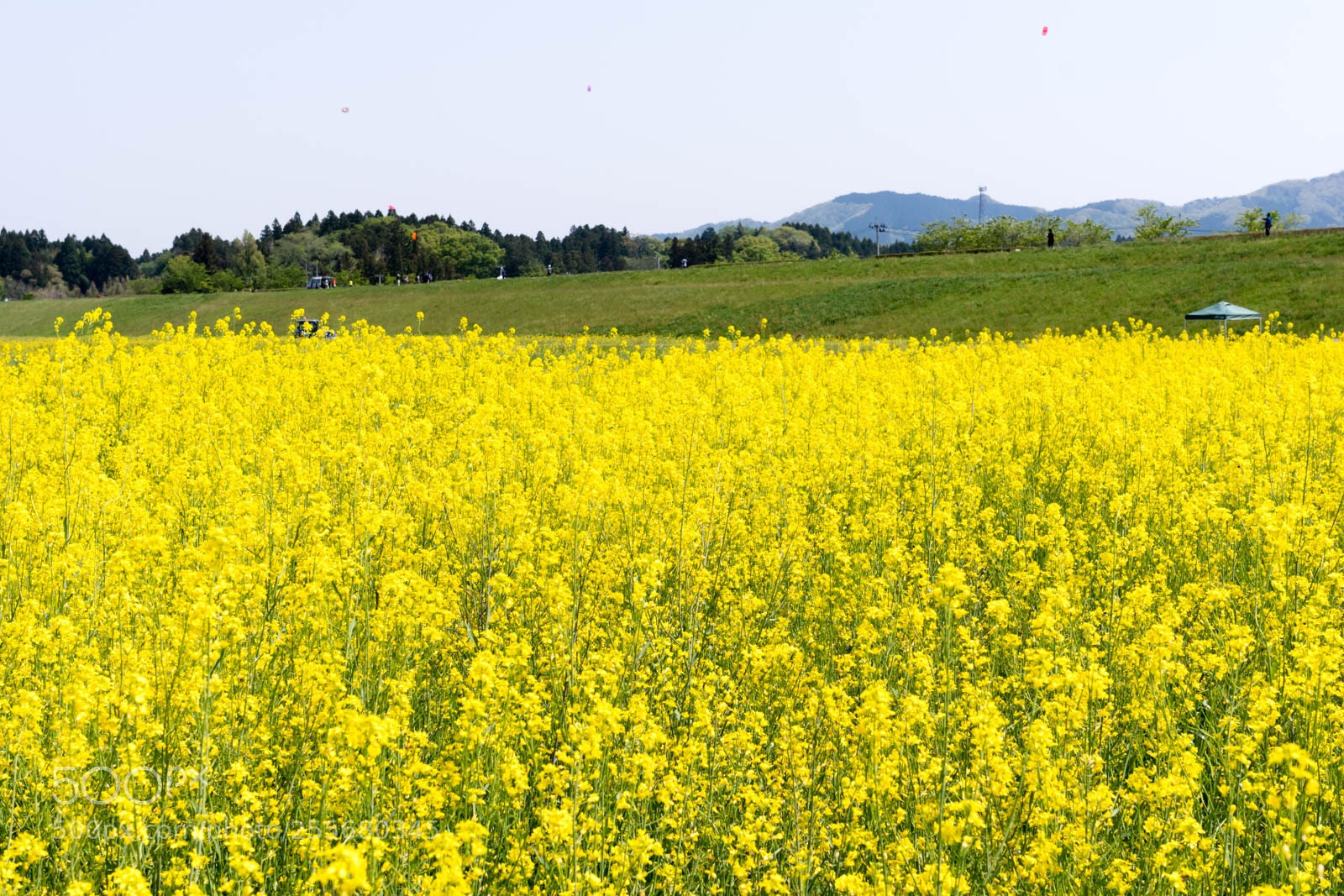 Pentax K-70 sample photo. Canola flower photography