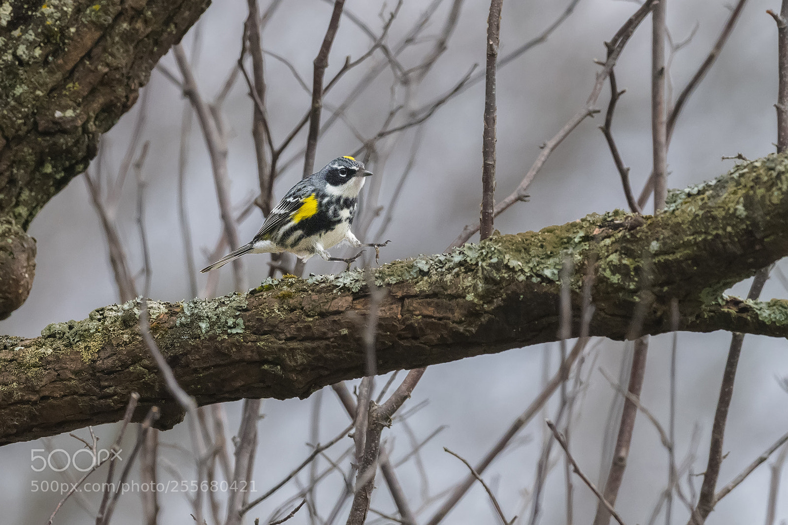Nikon D850 sample photo. Yellow rump warbler hop photography