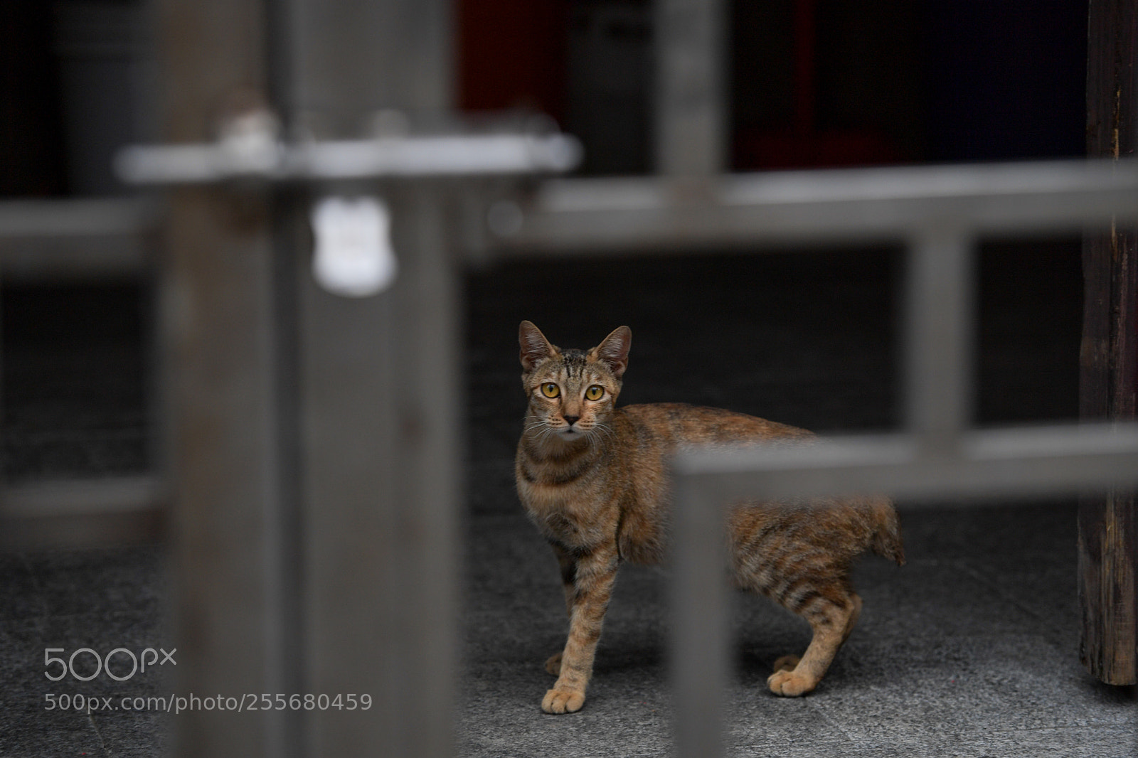 Nikon D5 sample photo. 貓 photography