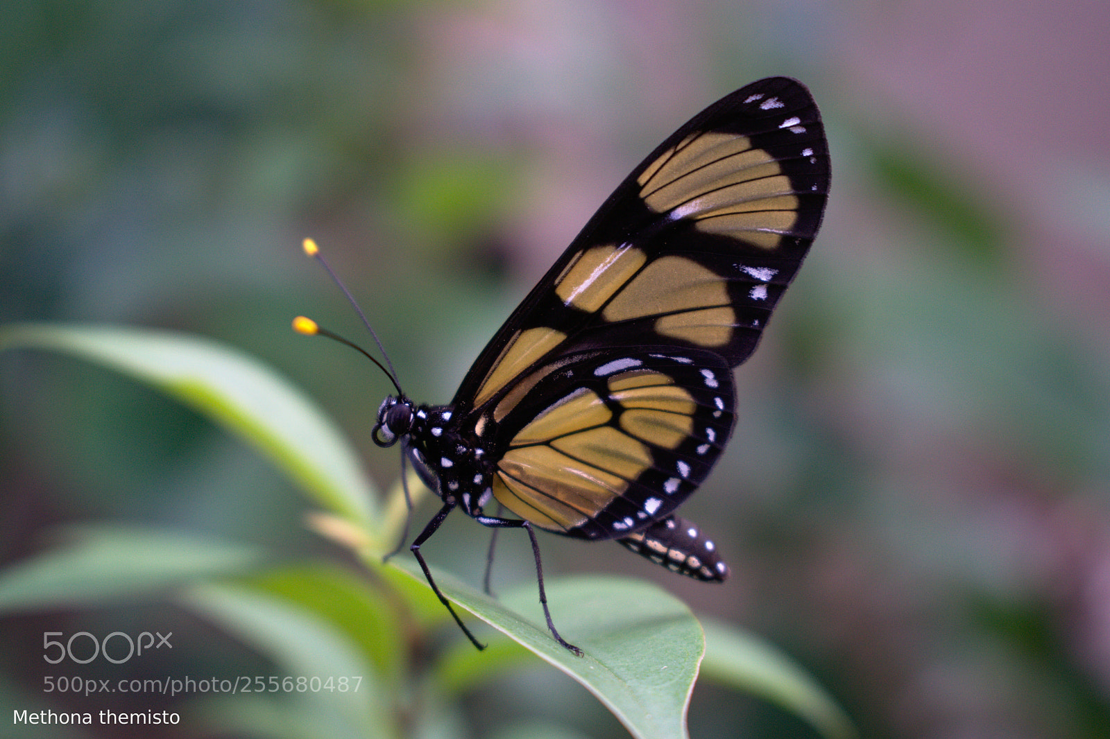 Nikon D3300 sample photo. Methona themisto photography