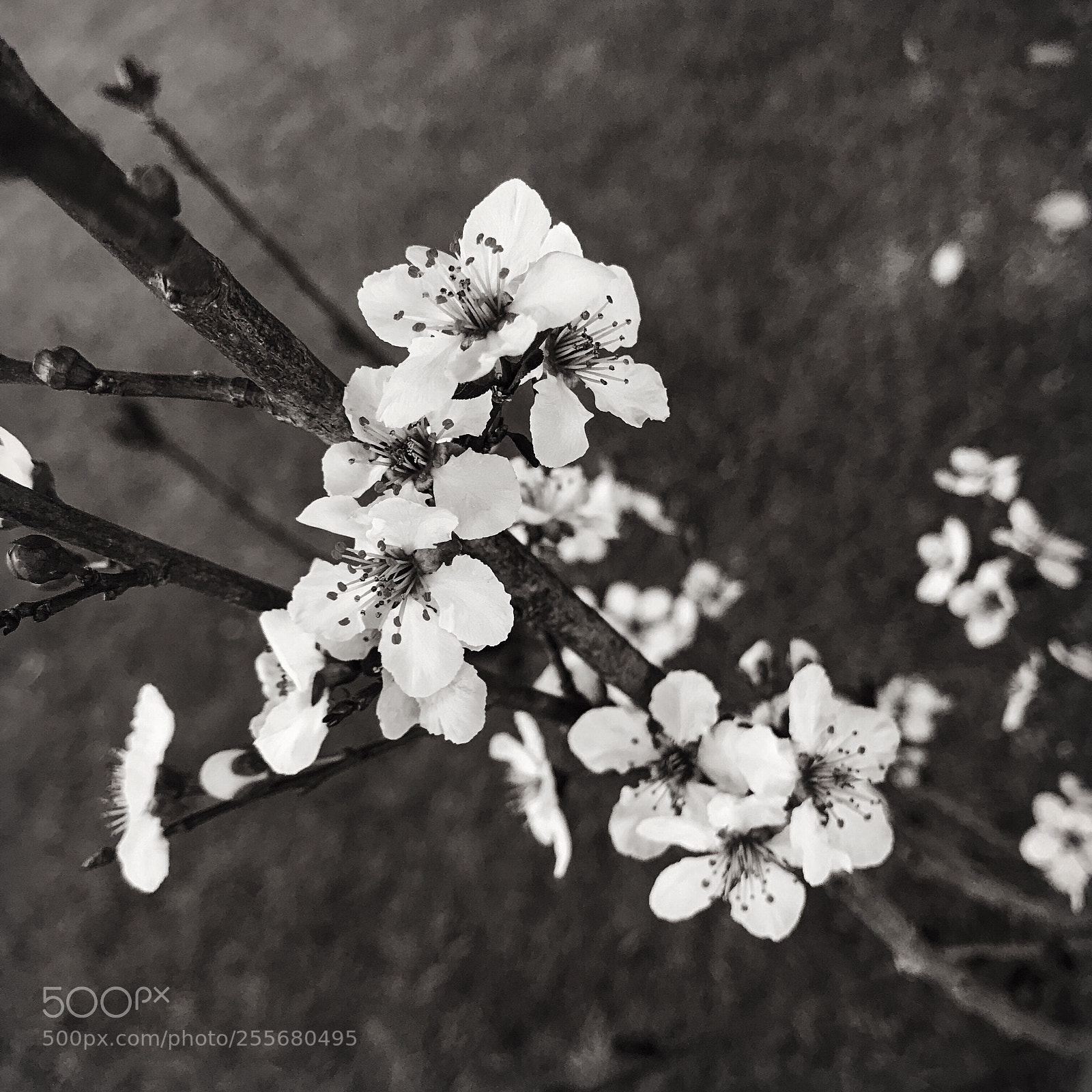Apple iPhone 7 Plus sample photo. Bw plum flowers ii photography