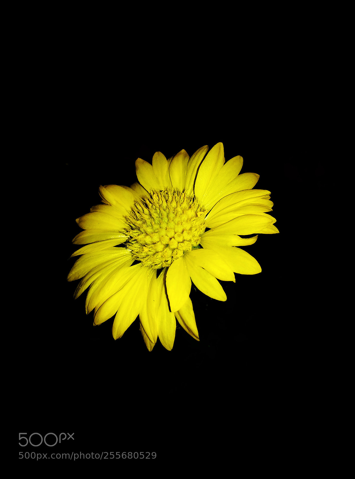 Xiaomi Mi A1 sample photo. Sunflower photography