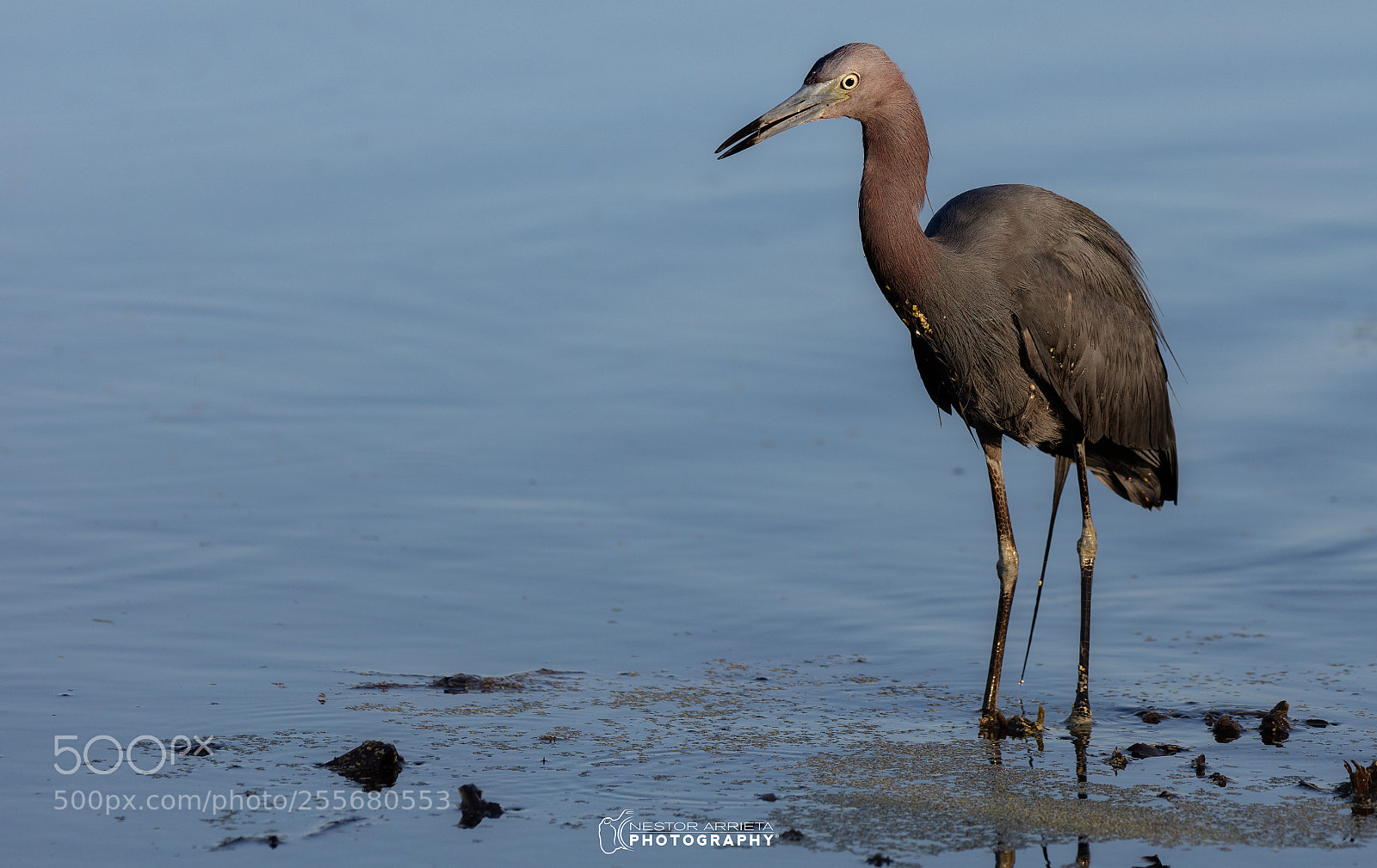 Canon EOS 5DS R sample photo. Tricolor photography