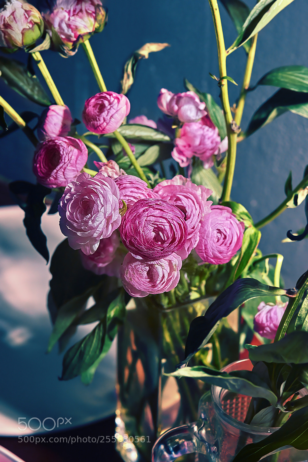 Nikon D800 sample photo. 牡丹花下 photography