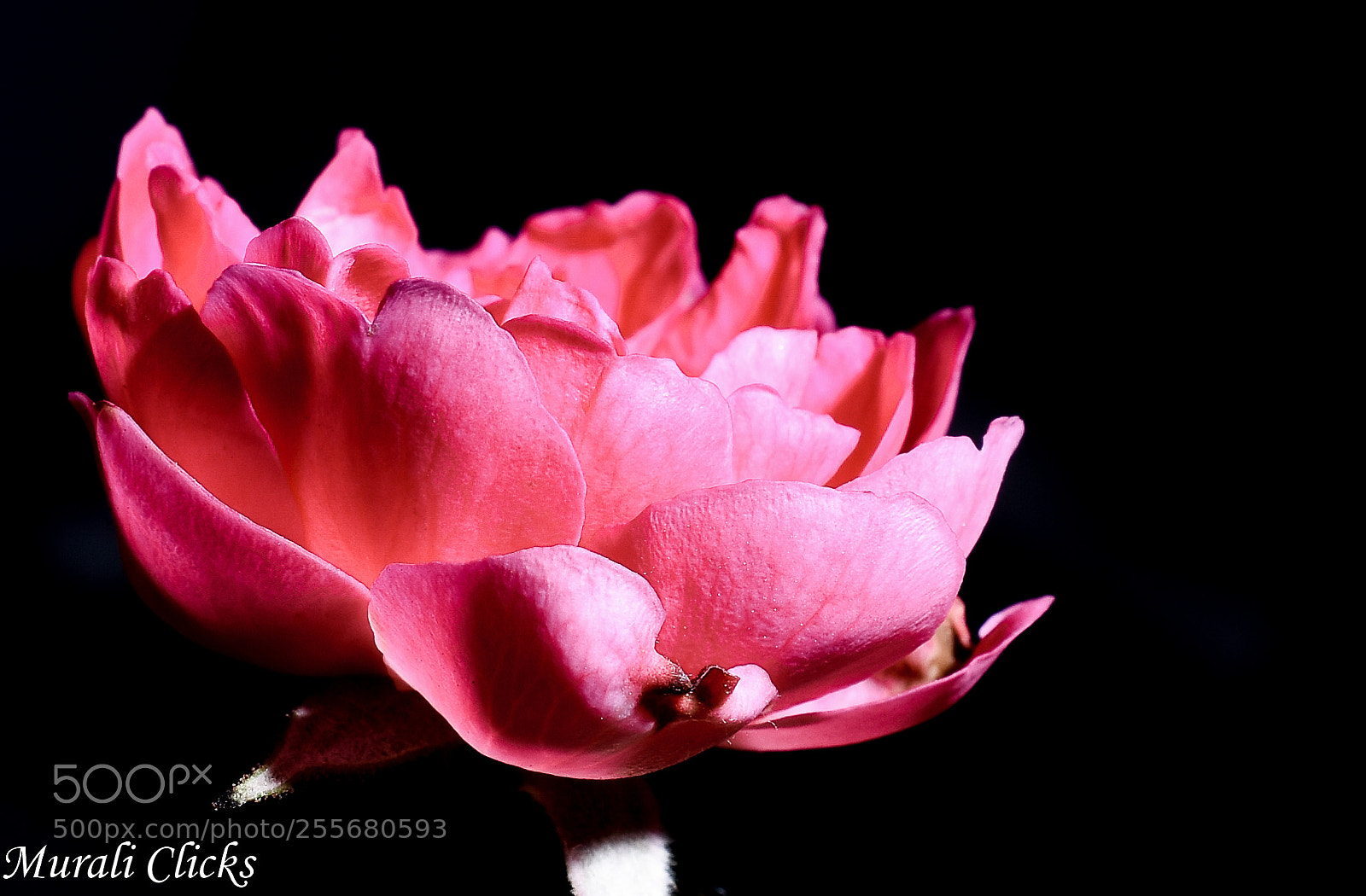 Nikon D7200 sample photo. Untitled photography
