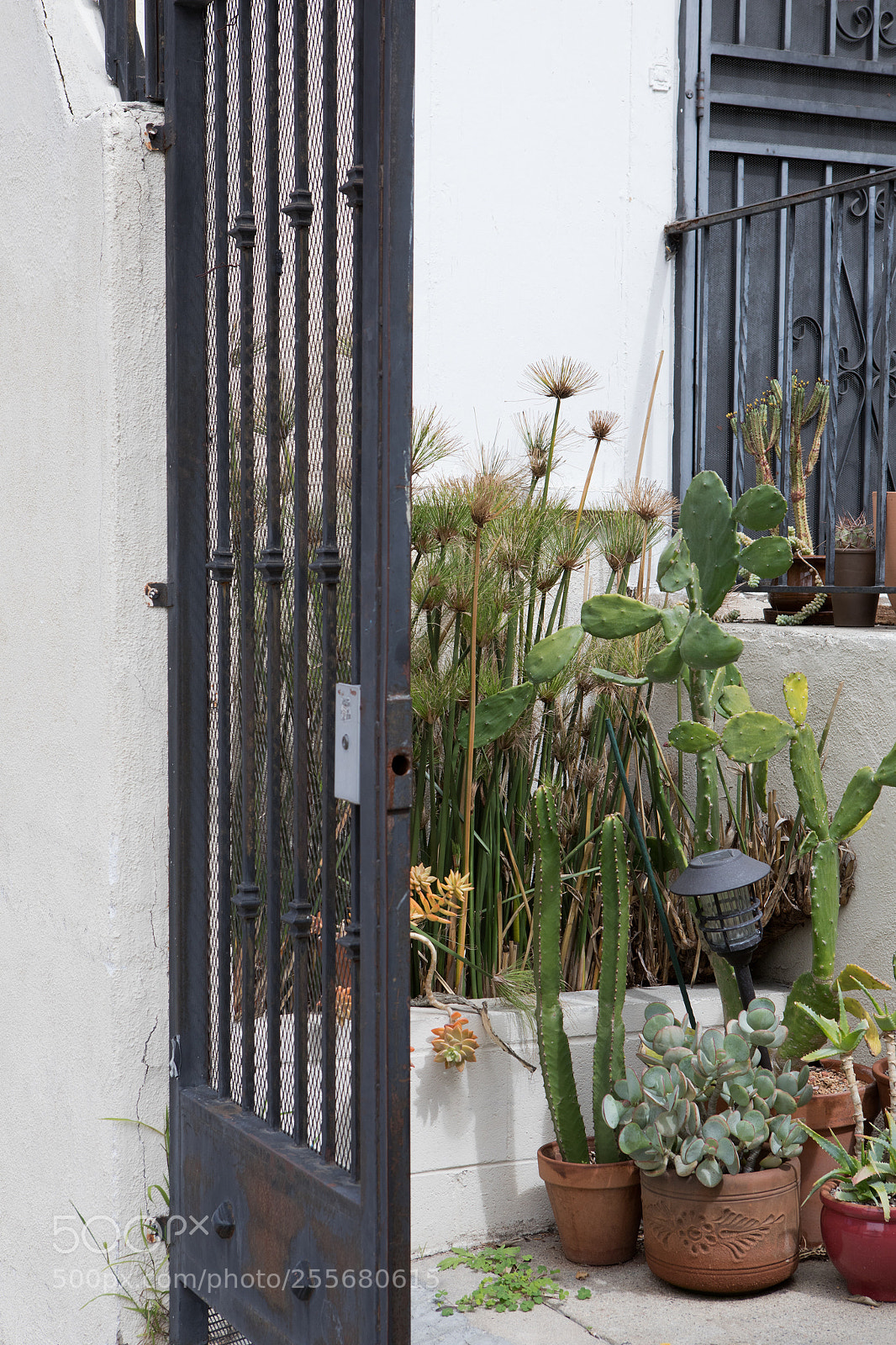 Canon EOS 5D Mark IV sample photo. Plants behind gate micheltorena photography